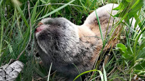 Felmérték a Körös-Maros Nemzeti Park földikutyáit