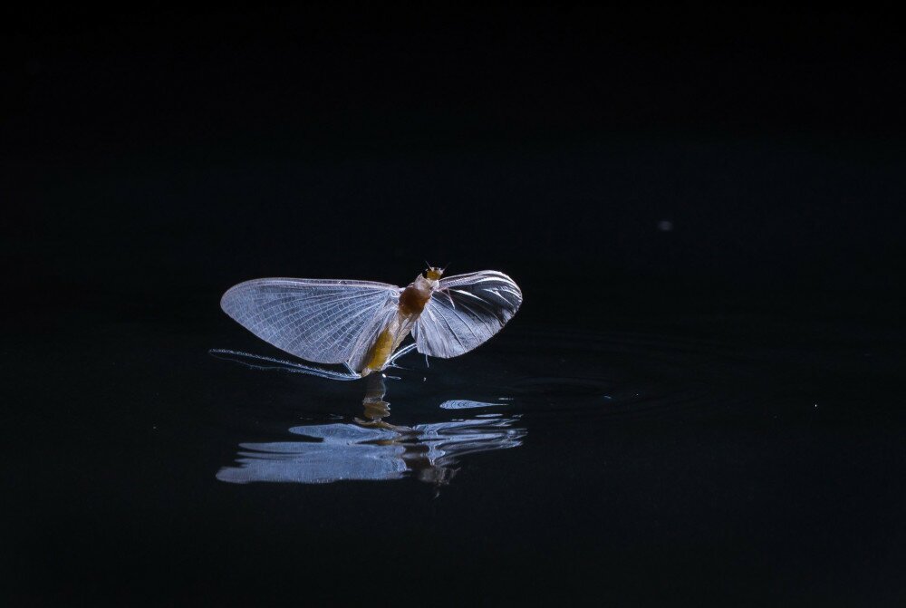 Female Danube maylfy laying eggs in the water. Continously flying, she gently touches the silky water surface to get her eggs in the river and let them descending to the riverbed while slowly carried away by the stream to the very same place where she developed.