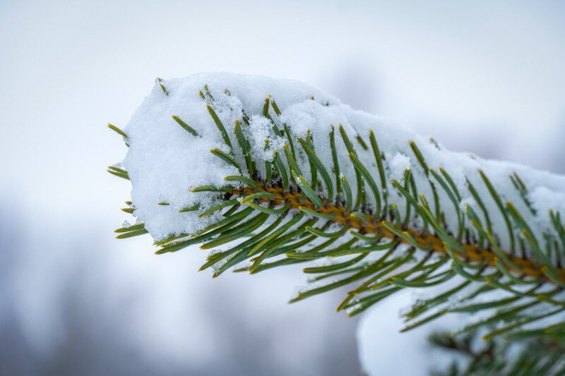 Fenyőlevél hóval