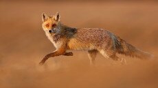 Festői képek hazai természetfotósoktól