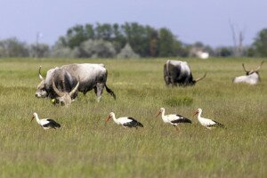 Fiatal facér gólyák bandáznak a Dél-Alföldön