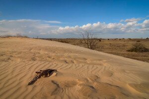 Filmajánló – Vad Kunság, homokbuckák bámulatos földjén
