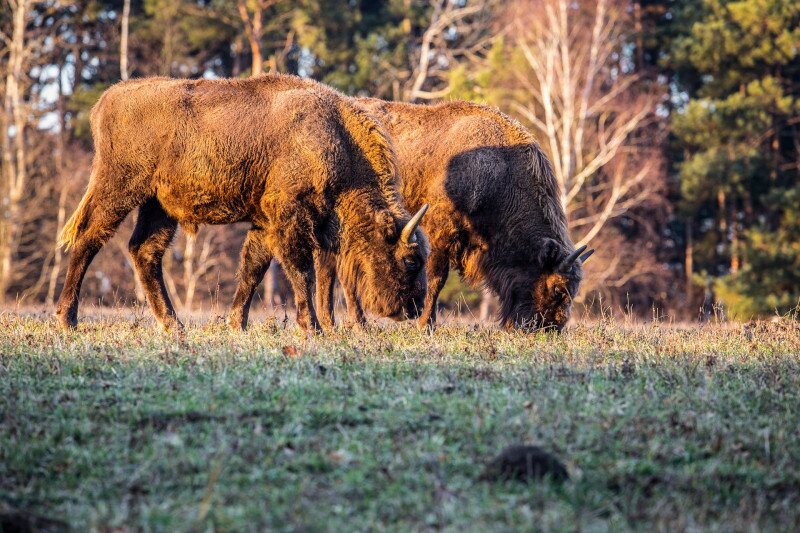 FI_Orsegi_bolenyek-1646