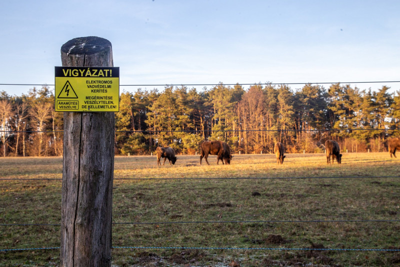 FI_Orsegi_bolenyek-1655