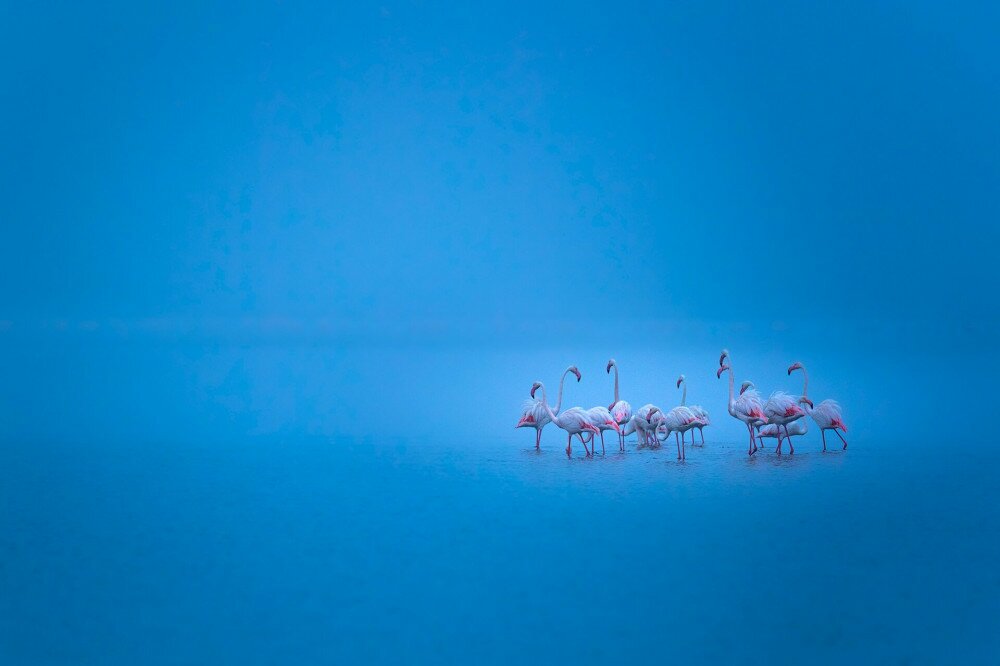 Flamingok_a_kodben