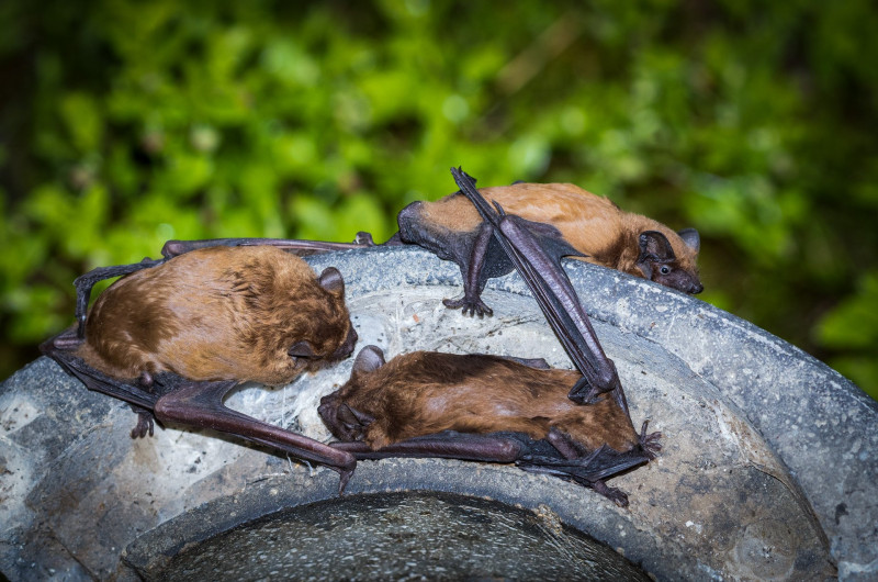 Flederm....use am Nistkasten im Waldgebiet
