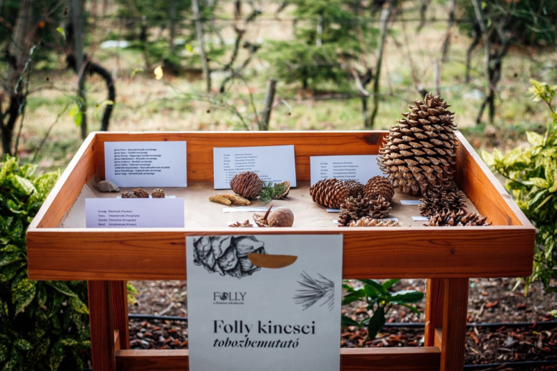 Folly_tobozszüret_1_kisméret