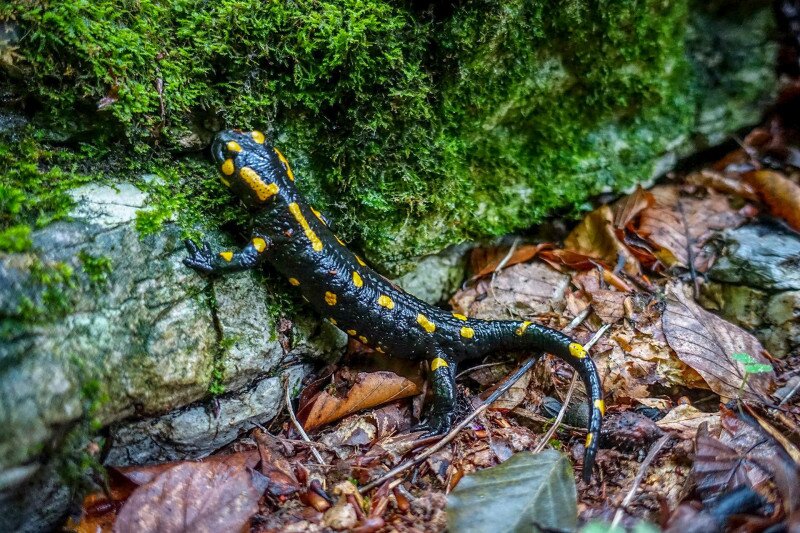 Foltos szalamandra