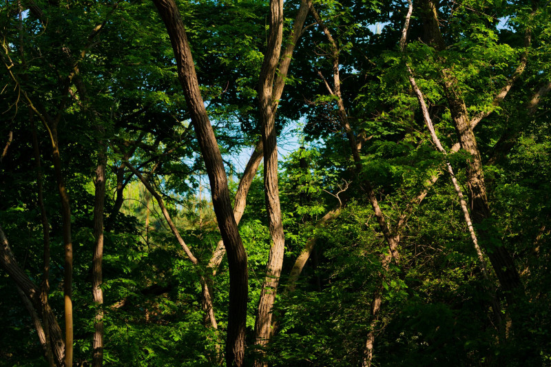 forest