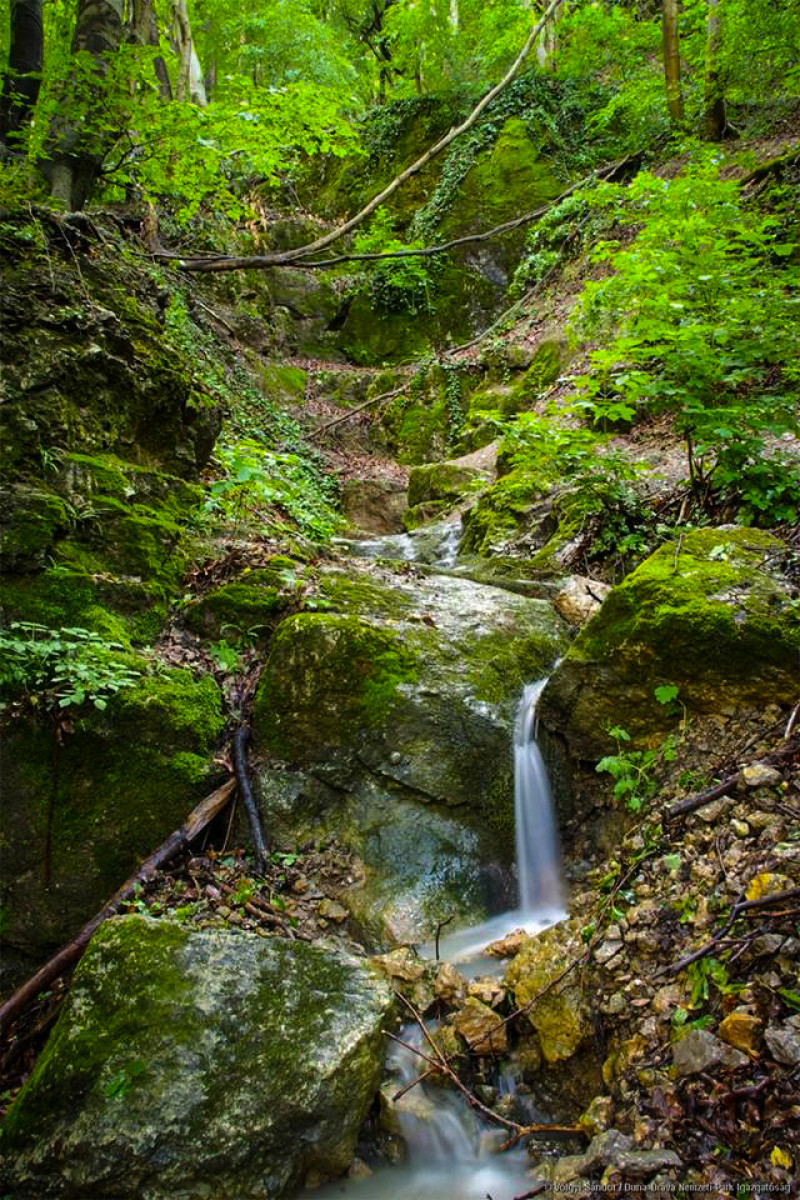 Foró: Völgyi Sándor / Duna-Dráva Nemzeti Park