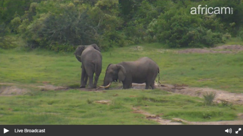 Forrás: africam