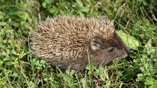Főszerepben a keleti sün