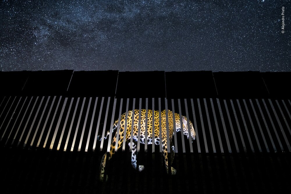 Fotó: Alejandro Prieto / Wildlife Photographer of the Year