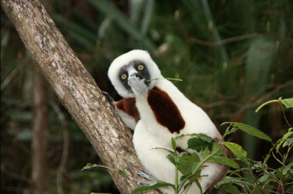 Fotó: Comedy Wildlife Photography Awards / Jakob Stecker - Astonished lemur
