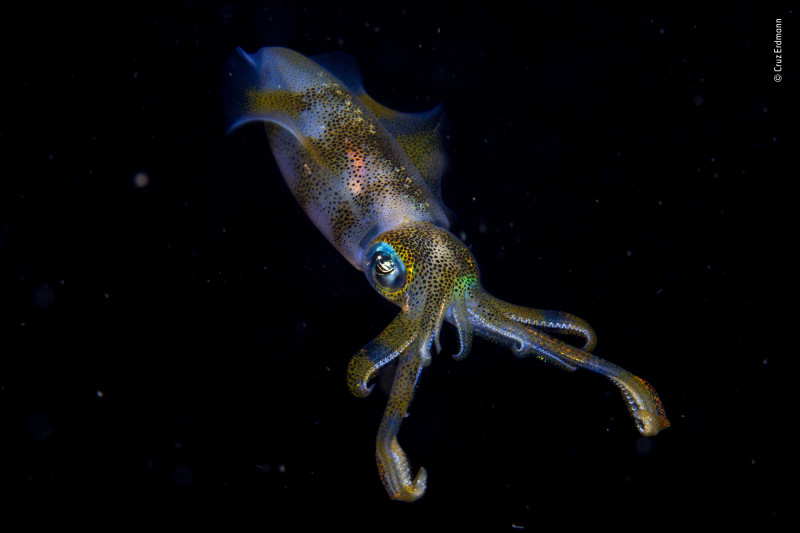 Fotó: Cruz Erdmann / Wildlife Photographer of the Year