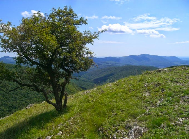 Fotó: Dömsödi Áron