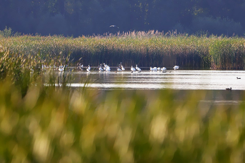 Fotó: Duna Dráva Nemzeti Park / Rőder Attila