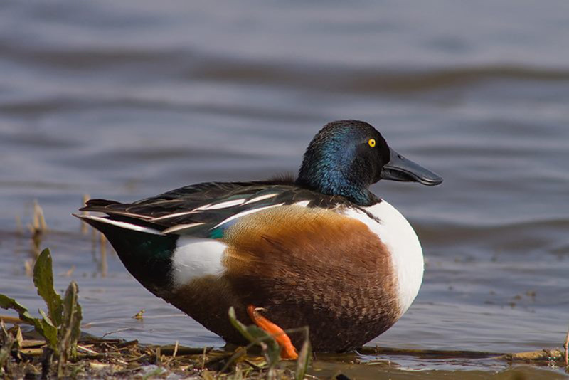 Fotó: Duna-Ipoly Nemzeti Park