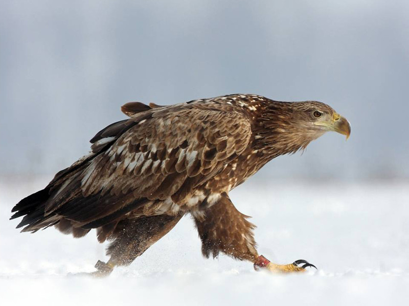 Fotó: Duna-Ipoly Nemzeti Park