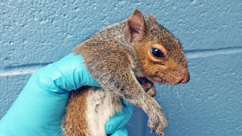 Fotó: Facebook / Wildlife Rehabilitation Center at Wisconsin Humane Society