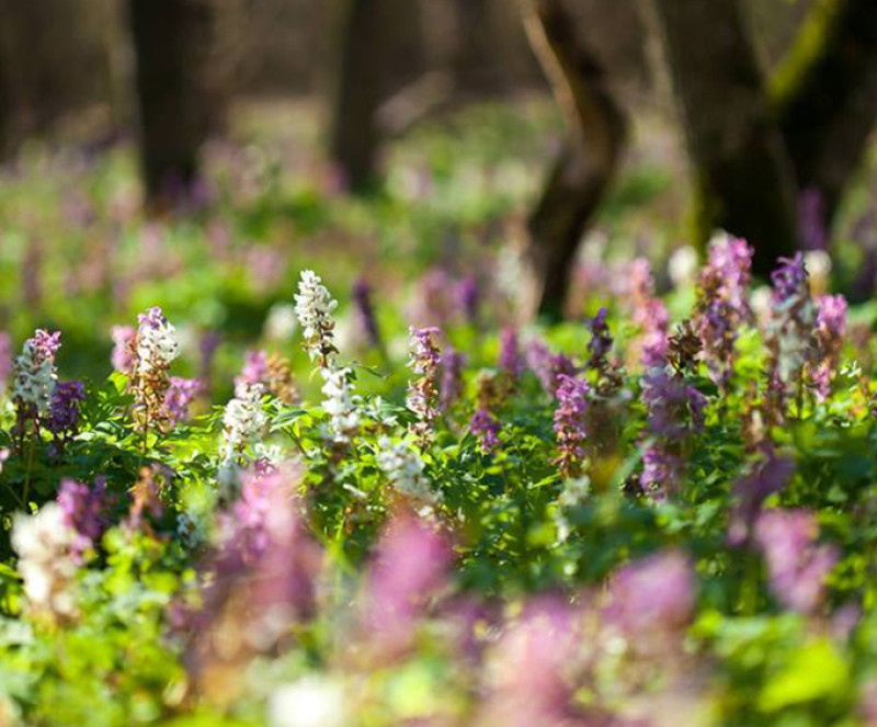 Fotó: facebook.com / Bükki nemzeti Park Igazgatósága