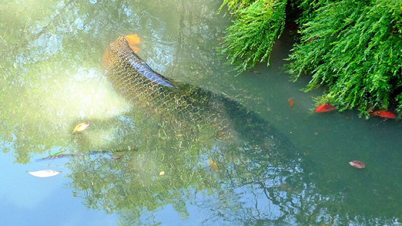 Fotó: facebook.com / Lake Monster