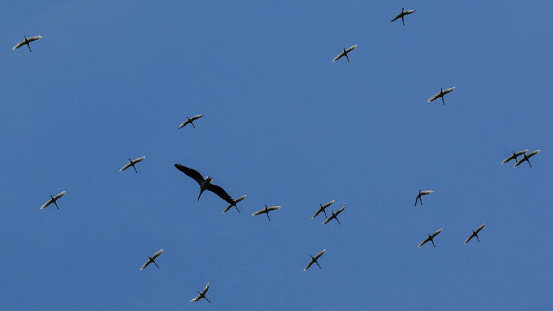Fotó: facebook.com / Madárvárta 2 - Vogelwarte 2 Project