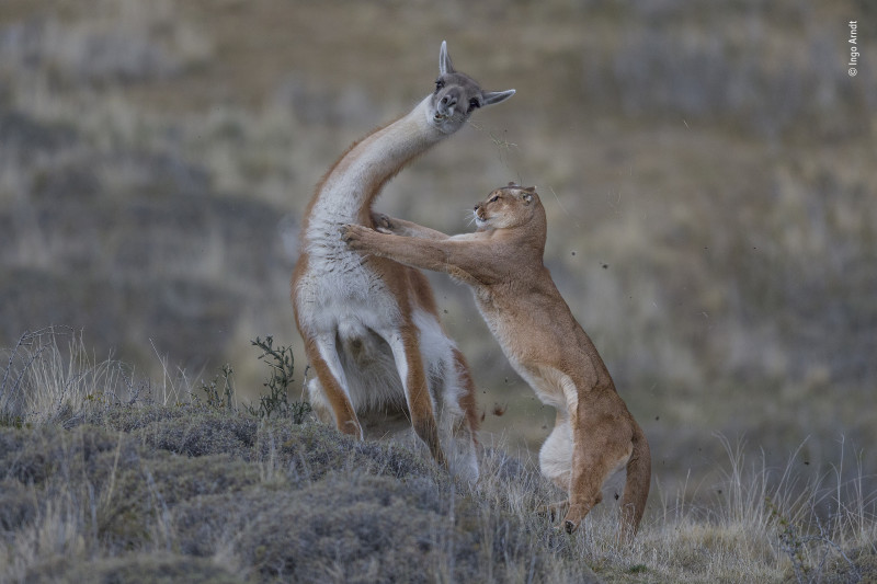 Fotó: Ingo Arndt / Wildlife Photographer of the Year