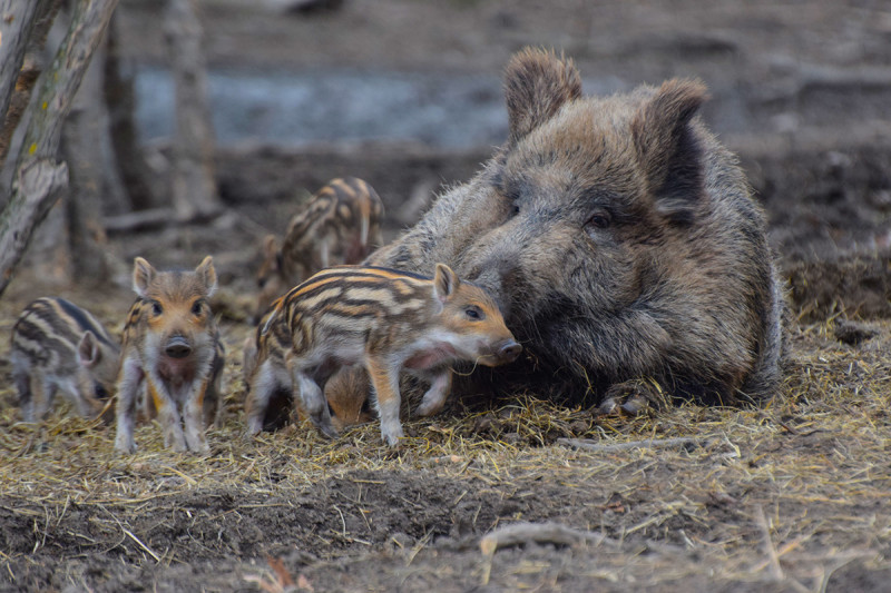 Fotó: Körös-Maros Nemzeti Park Igazgatóság