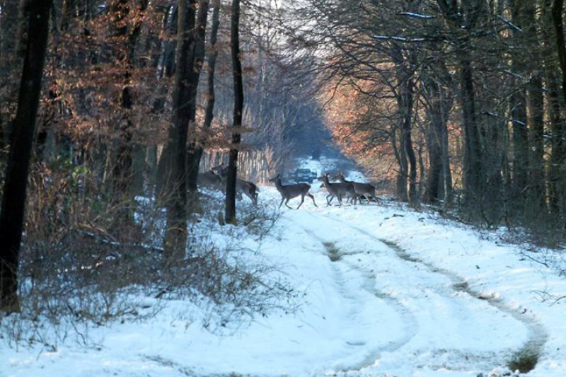 Fotó: Lőczi Attila/Duna-Ipoly Nemzeti Park Igazgatóság