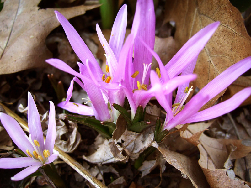 Fotó: Meneerke Bloem / Wikipedia