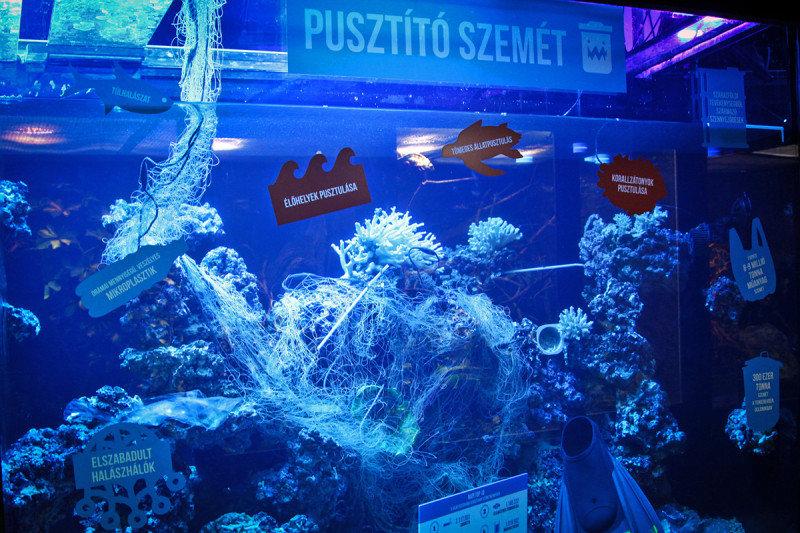 Fotó: Mészáros István / Pécsi Állatkert