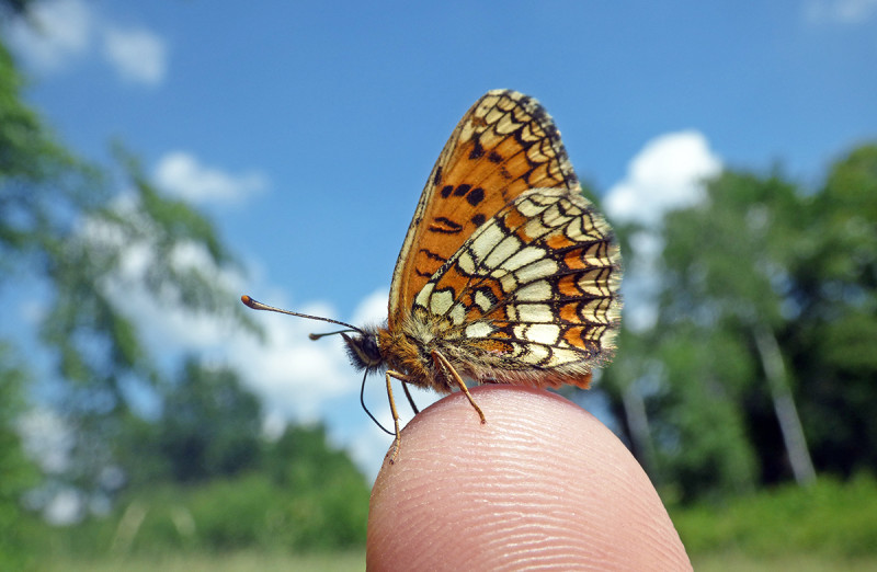 Fotó: Őrségi Nemzeti Park Igazgatósága