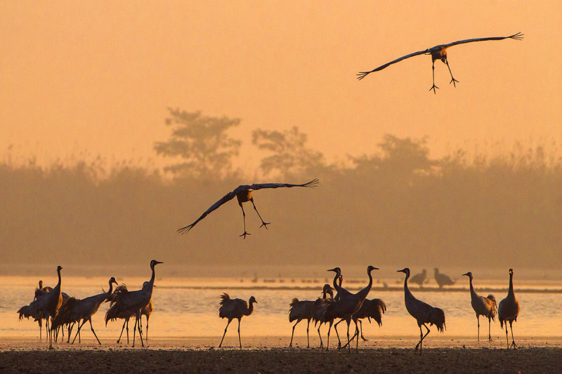 Fotó: Perényi János / Kiskunsági Nemzeti Park Igazgatósága