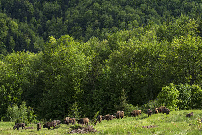 Fotó: Staffan Widstrand / Rewilding Europe