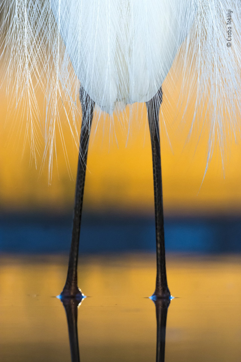 foto-tokolyi-csaba-wildlife-photographer-of-the-year-f81c5cc5-172862