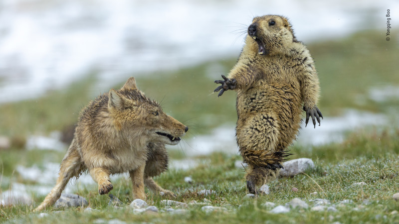 Fotó: Yongqing Bao / Wildlife Photographer of the Year