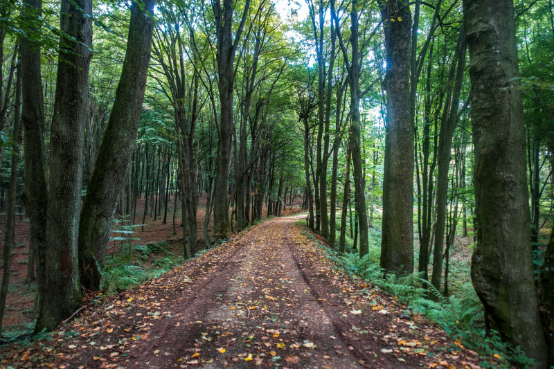 Franciavágás-Királykapu-Városlőd kisvasút egykori nyomvonalán