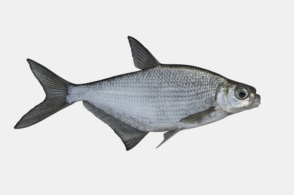 Fresh alive white-eye bream fish isolated on white background. Ballerus sapa