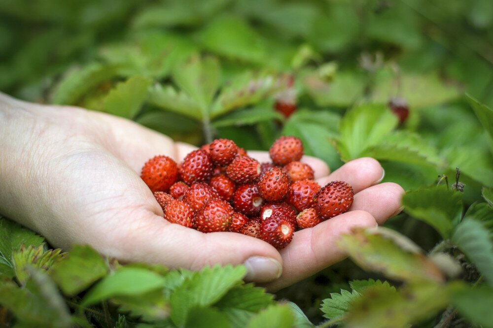 Freshly picked wild strawberries lying in a hand