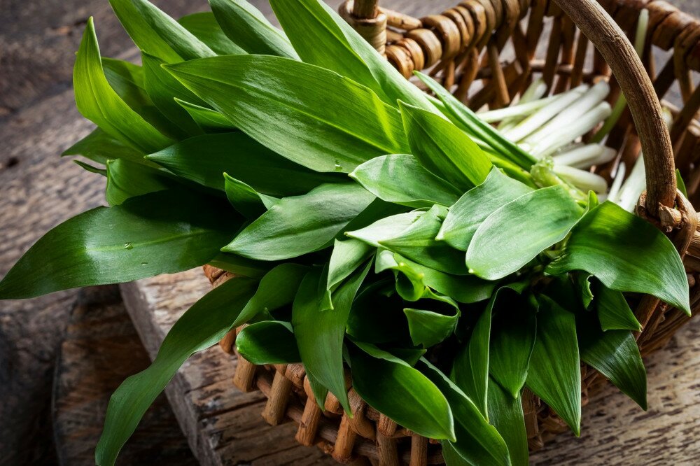 Fresh young wild garlic leaves in a wicker basket
