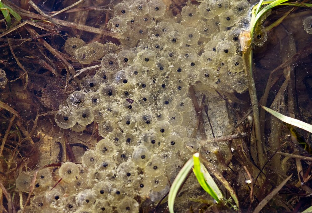 frogspawn of Common Frog (Rana temporaria)  sitting on top of a pond  in spring