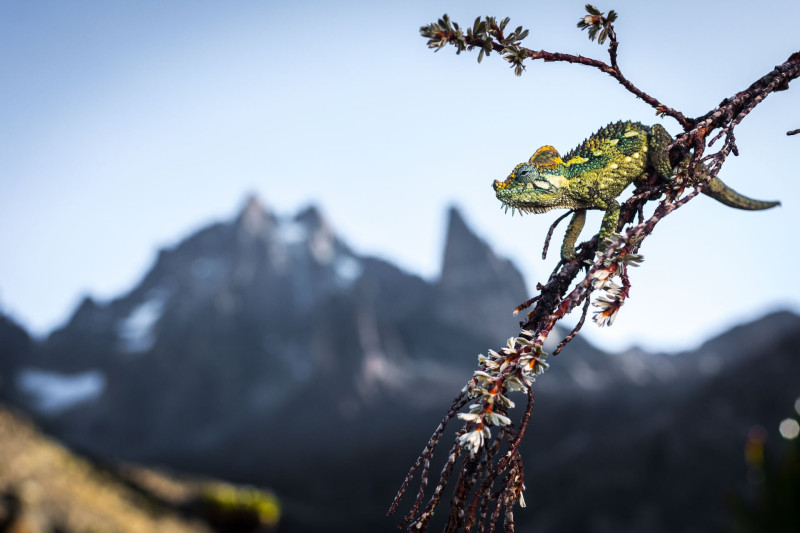 Frozen Planet II: Episode 03: Frozen Peaks