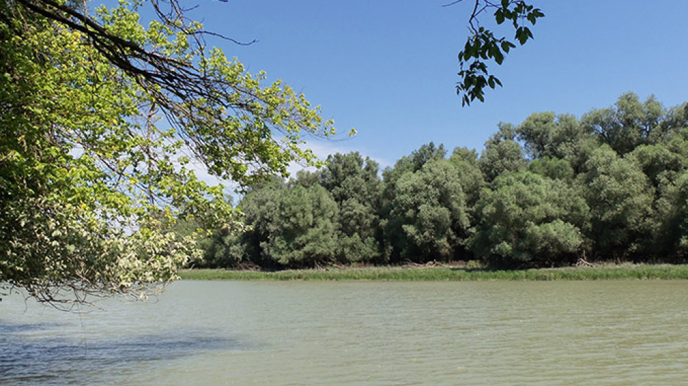 gemenci_erdo_-_rezeti-duna_-_1419.jpg