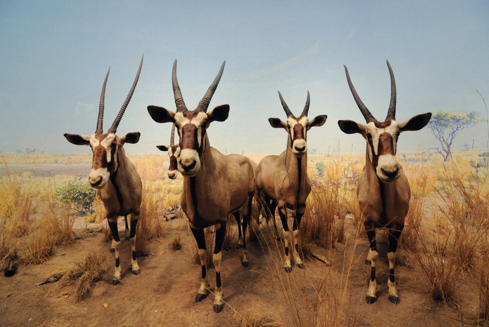 Gemsbock, a type of savannah antelope, on display at the American Museum of Natural History in New York City. September 24, 2010.