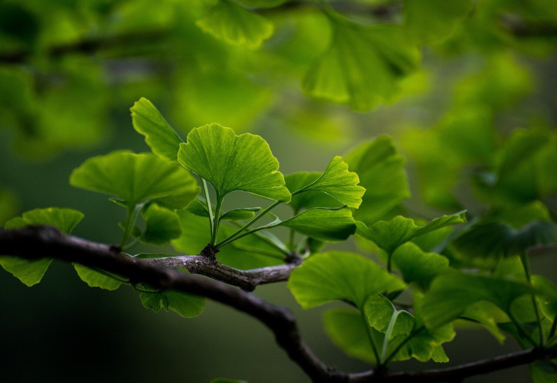 Ginkgo biloba
