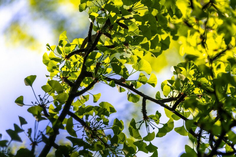 Ginko biloba, azaz páfrányfenyő levelei