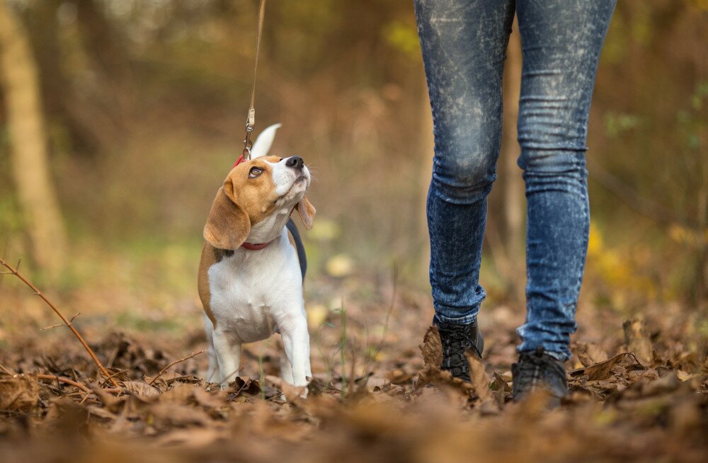Girl walking her Beagle Dog