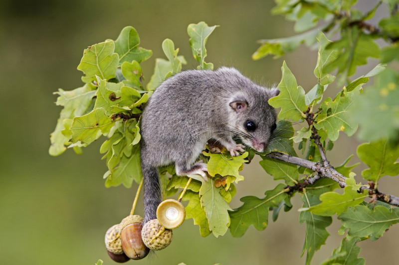 Glis glis / Myoxus glis / Loir gris