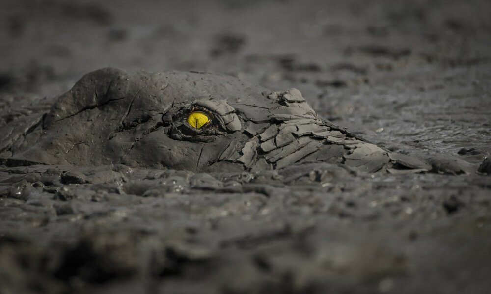 GOLD ©Jens Cullmann_Danger in the mud